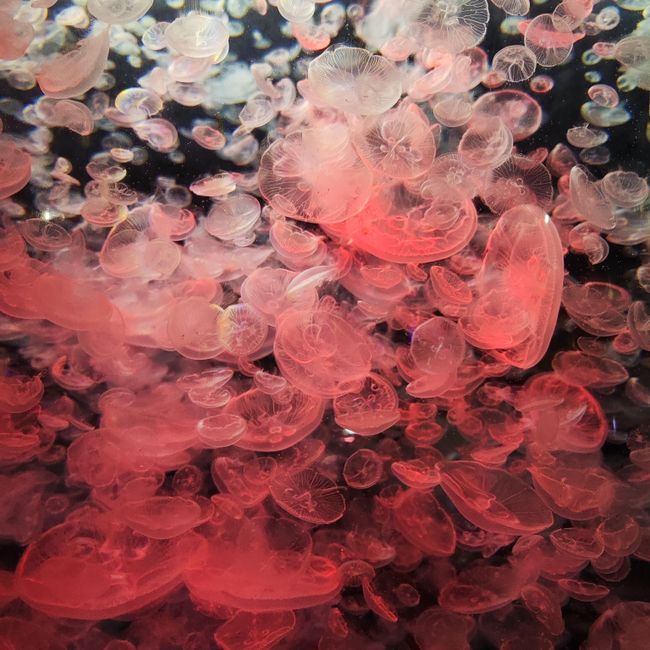 沖縄美ら海水族館2
