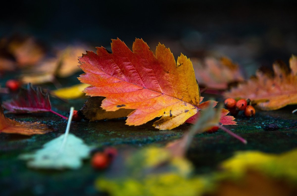 紅葉に囲まれた露天風呂